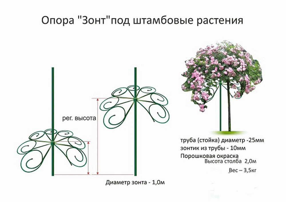 Как сформировать штамбовую розу схема для начинающих