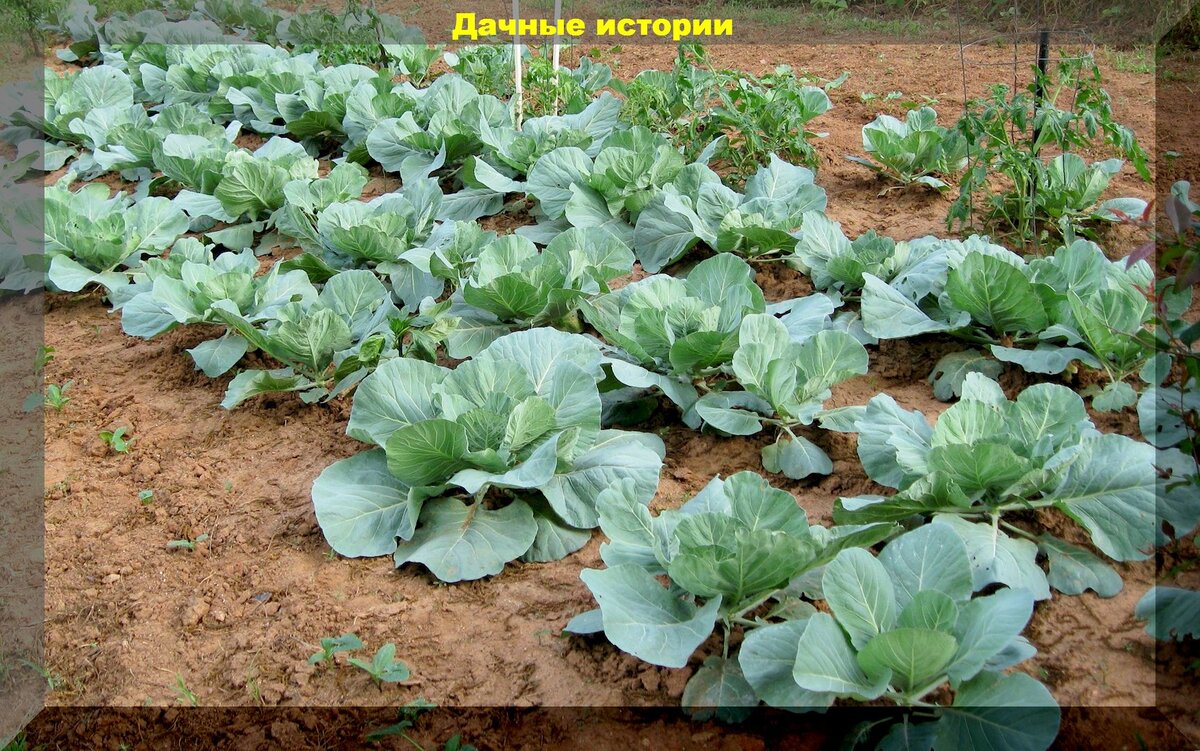 https://vk.com/photo-159774511_457254948