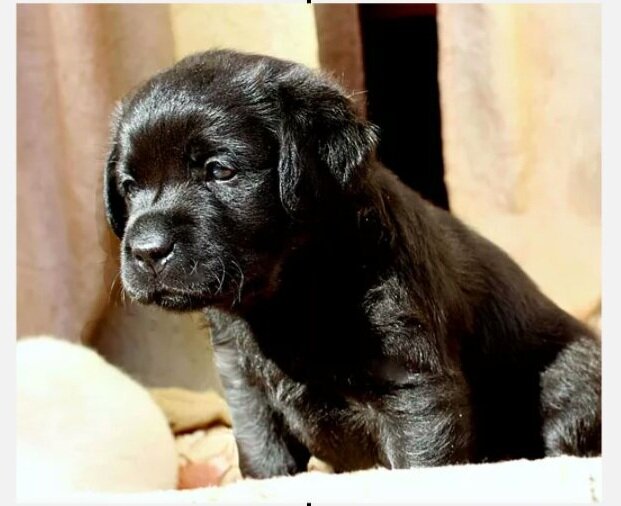 Френди очень маленький🥰