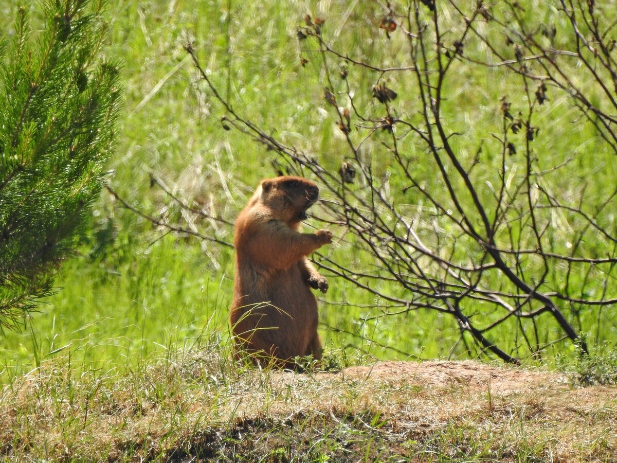 <b>Сурок</b>.