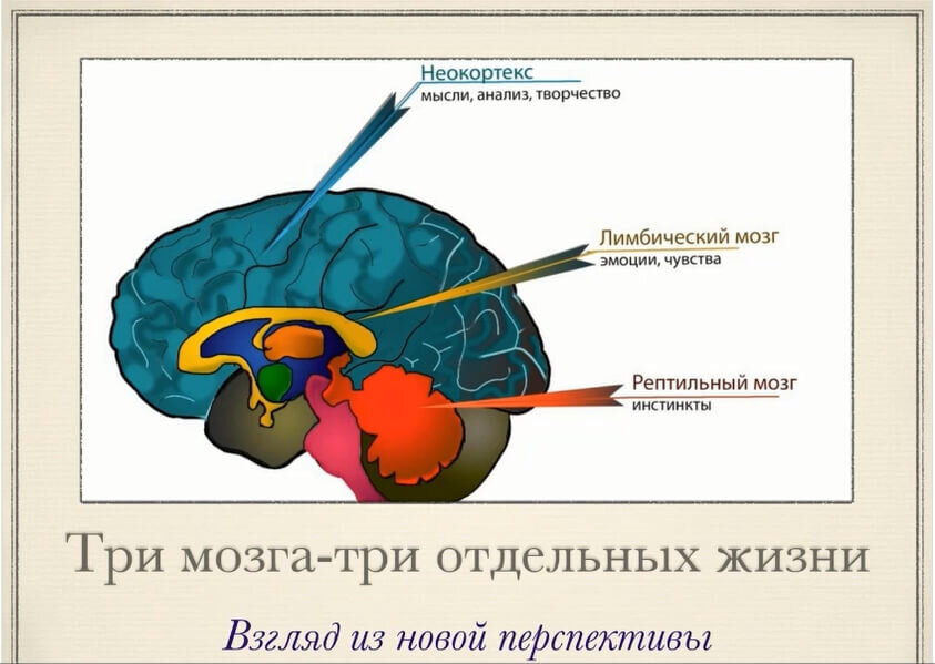 Brain 92