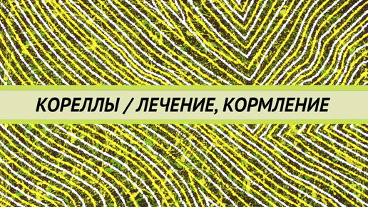 下载视频: Лечение попугаев корелл, как часто сдавать анализы, когда прекращать лечение. Как правильно кормить, когда гнать глистов, насекомые в кормах