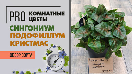 Сингониум Подофиллум Кристмас - мелколистный сорт | Простое в уходе комнатное растение