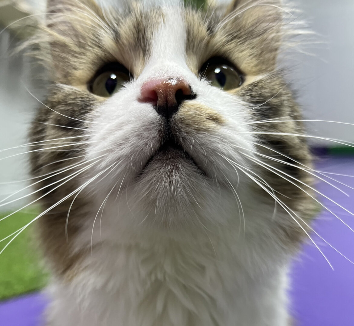 Шерстяной котик из FrrFrr House