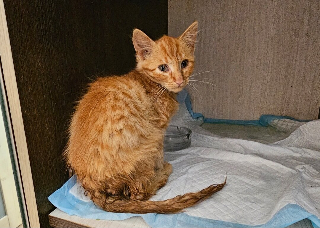 Фото автора. Думала мокрый, а оказалось не от дождя.