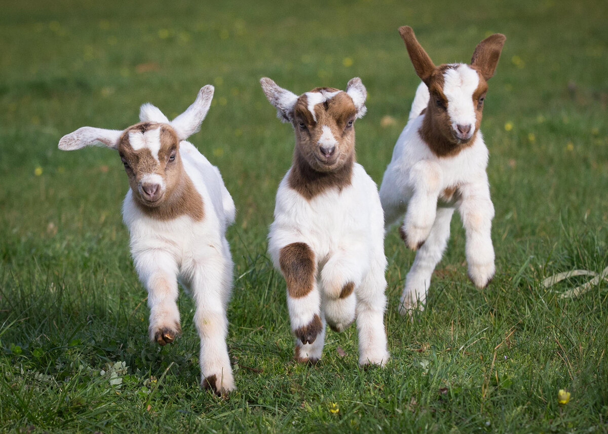 С просторов Яндекс.Картинки