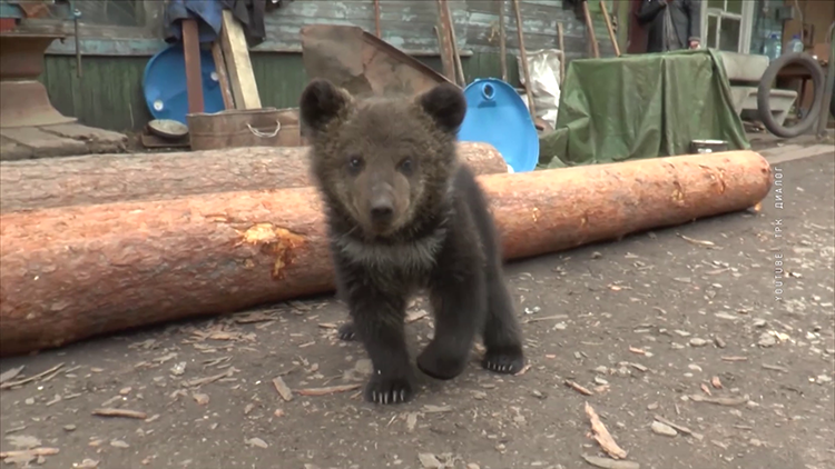 Лесная братва
