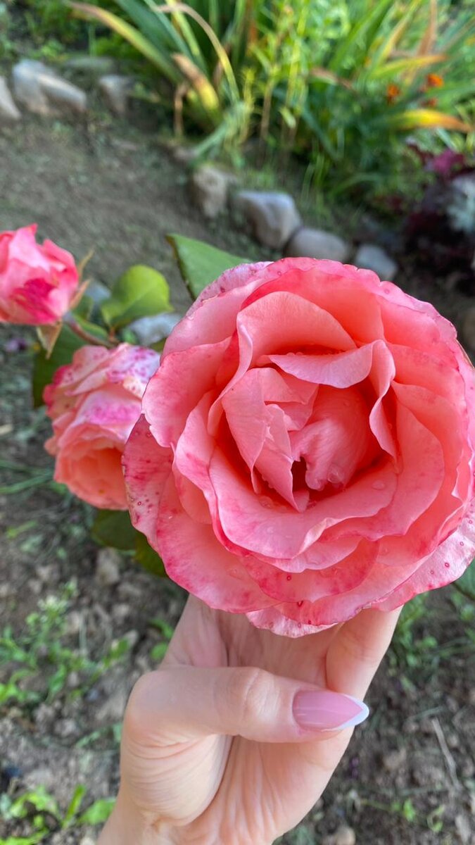 Роза в моем саду 