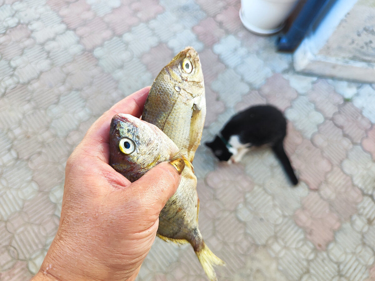 Лилит ест голову карася) 