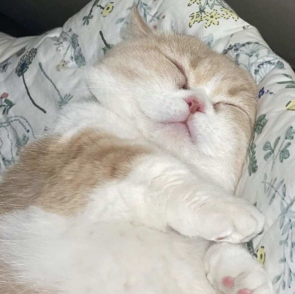 Способность кошек видеть в темноте