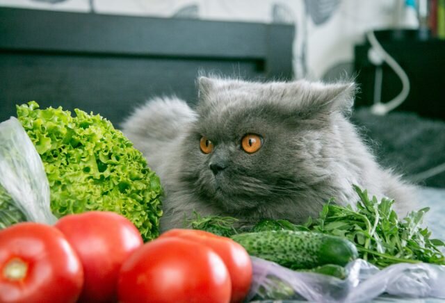 Можно котам помидор. Можно котам помидор