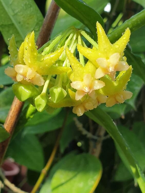 Hoya platycaulis