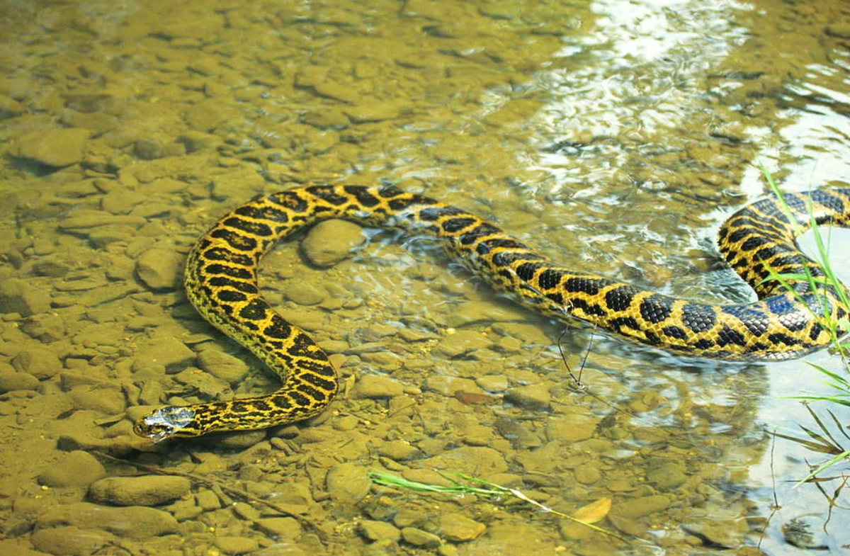 Зеленая Анаконда (eunectes murinus). Желтая парагвайская Анаконда. Анаконда парагвайская (Южная). Змея Анаконда желтая.