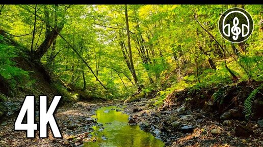 Нежные звуки лесного ручья с пением птиц для медитации, сна, работы ...