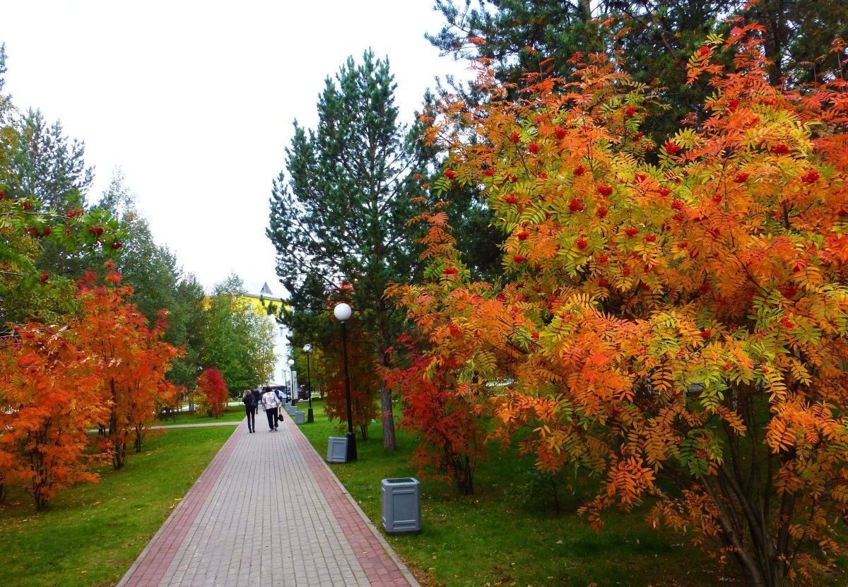 Осенние парковые цветы