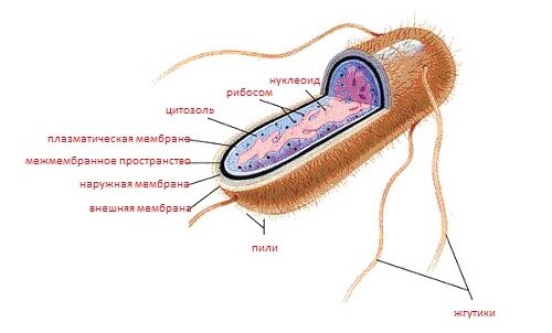 Строение кишечной палочки рисунок