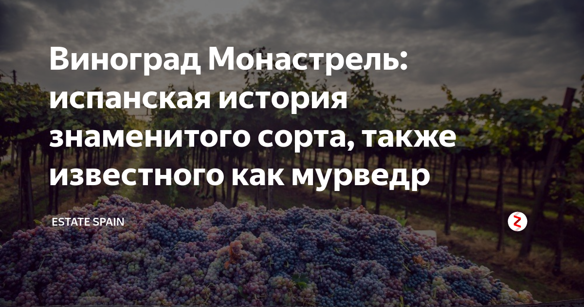 Виноград Монастрель: испанская история знаменитого сорта, также ...