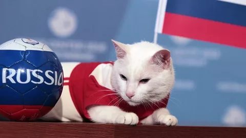 Ахилл на работе.