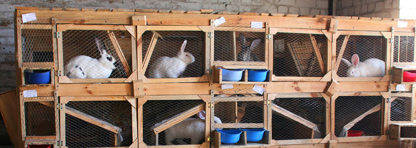 Клетки для кроликов своими руками, фото поэтапно. Видео