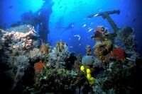 Вопрос-ответМолочные моря, ложное дно и другие неразгаданные тайны океанаБольшой Барьерный риф, находящийся близ берегов Австралии и протянувшийся почти на 2500 км, является домом для 2000 видов рыб, около 4000 моллюсков и огромного количества позвоночных.