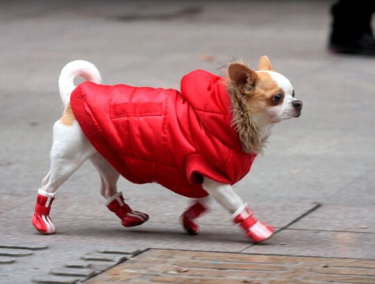 Как у этой гламурной чихуахуа