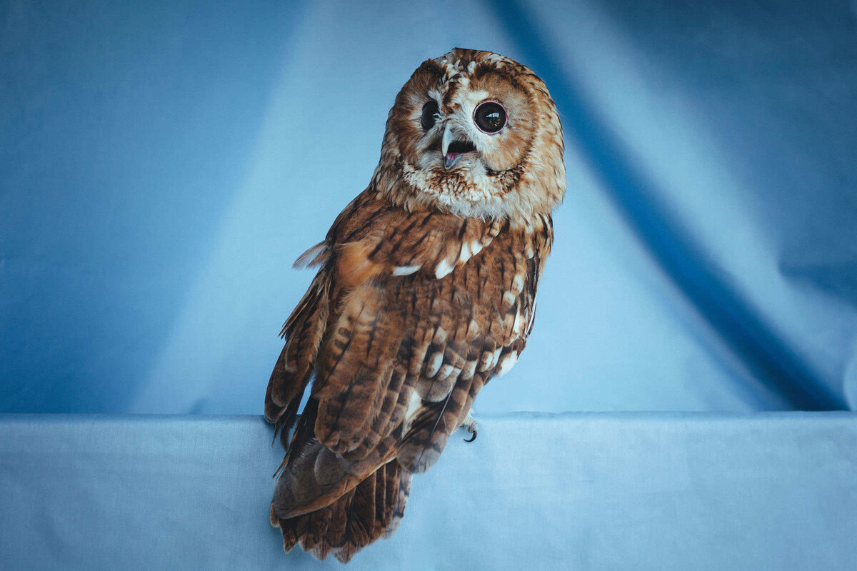 Сёву нашли на стадионе прохожие. С ним был еще его «брат», но его спасти, к сожалению, не удалось. Фото: Александр Васюкович, Имена