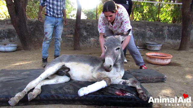 Скриншот/Animal Aid Unlimited, India /youtube.com