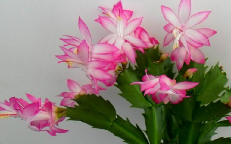 Шлюмбергера усеченная (Schlumbergera truncatus)
