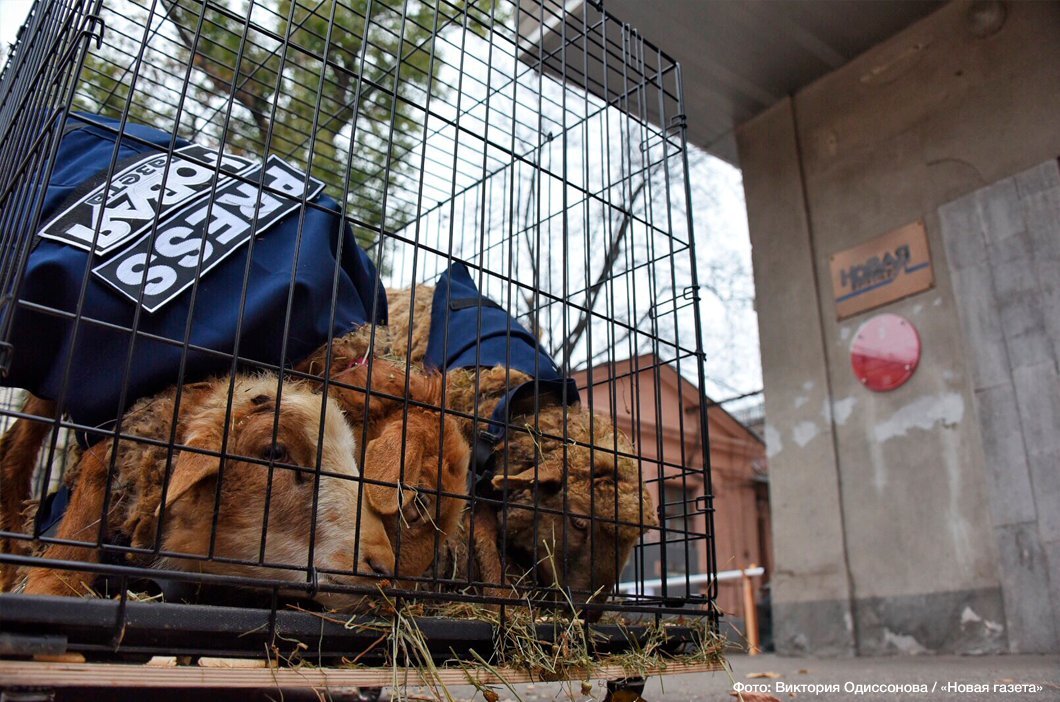 Фото: Twitter/Новая газета