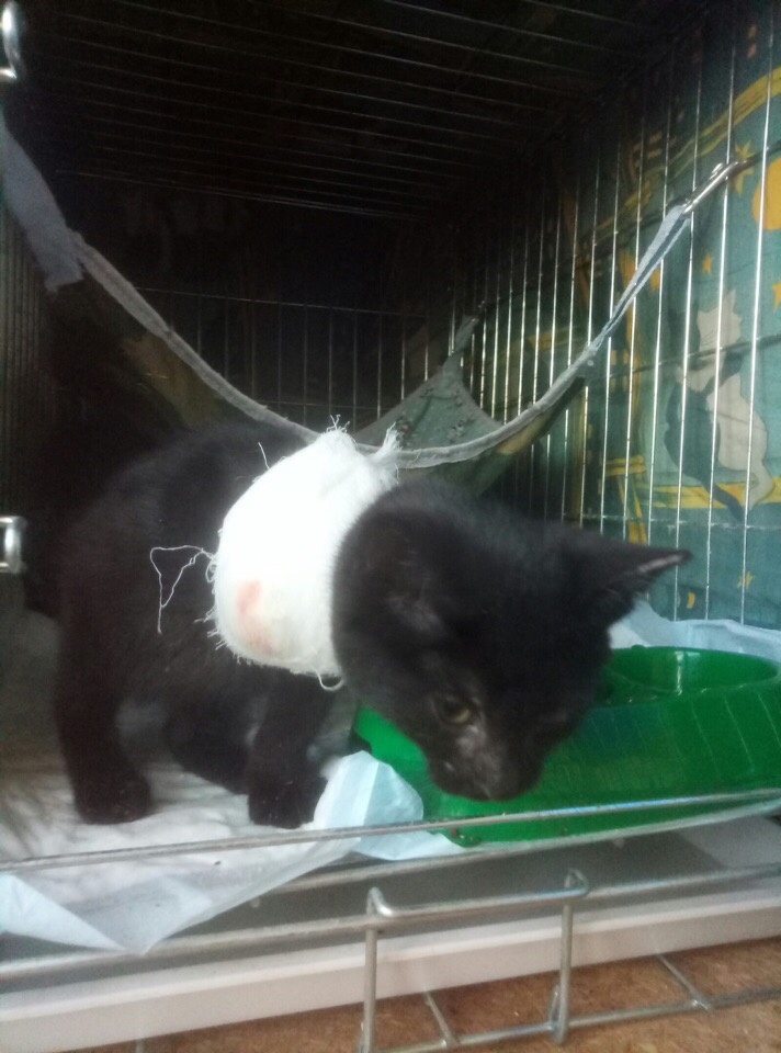 #Базилик_Питомец #Киски_без_прописки 

 СРОЧНЫЙ СБОР НА ЛЕЧЕНИЕ 

Совсем кроха Базилик уже инвалид  К сожалению, сложно даже предположить, что случилось с ним на улице, и привело к такой страшной травме. У малыша нет передней лапы, там просто зияет дыра, будто лапку кто-то «выкрутил»...

В месте соединения с другой костью скопился гной и открытая рана. Что могло случиться? Человеческая жестокость? Собаки? Или Базилик застрял лапкой? Версий очень много, а ответов нет. 

Мы очень просим вас не остаться в стороне, а помочь этому чудесному малышу средствами на лечение, обработки и корм! Необходимо около 5000 рублей. Помогите малышу, пожалуйста...
__________________________________________________
 Центр помощи бездомным животным «Питомец» 89273705781/82/86; https://vk.com/id218568028

ДОБРЫЙ РУБЛИК можно отправить на любой удобный реквизит:
1)Короткий номер 7715. Для осуществления пожертвования необходимо отправить СМС вида: «Питхелп» пробел «сумма цифрами» на номер 7715 Пример корректного текста СМС: Питхелп 200

2) Нажав на Кнопку ПОЖЕРТВОВАТЬ

3) Удобным переводом с вашей карты на наш расчётный счёт на сайте http://www.pitomec58.com/

4) Перечислением на расчетный счёт: Пензенский региональный общественный благотворительный фонд «Рука помощи бездомным животным»
ИНН: 5836900726
КПП: 583601001
р/с 40703810900010000210
в ПАО Банк «Кузнецкий»
БИК: 045655707
к/с 30101810200000000707
Очень просим вас писать в назначении платежа "Благотворительное пожертвование на уставные цели"

6) Перечислением на р/с Сбербанка: для этого необходимо зайти в платежи -> остальное -> ввести в поле название рука помощи -> ввести сумму
Фонд "Рука помощи бездомным животным" :
ИНН 5836900726
КПП 583601001
ОГРН/ОГРНИП 1135800001336
Счёт 40703810048000000580
БИК 045655635
Банк ПЕНЗЕНСКОЕ ОТДЕЛЕНИЕ N8624 ПАО СБЕРБАНК
Корр. счёт 30101810000000000635

7) Перечислением онлайн банка на р/с https://vk.com/wall-144115095_5901