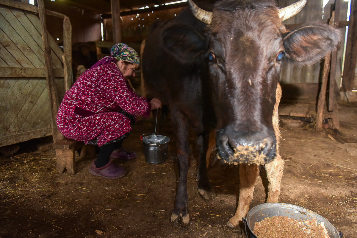 Женщина доит корову фото