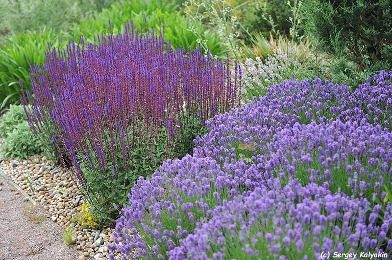 Шалфей дубравный Caradonna в гравийном саду RHS Hyde Hall Garden