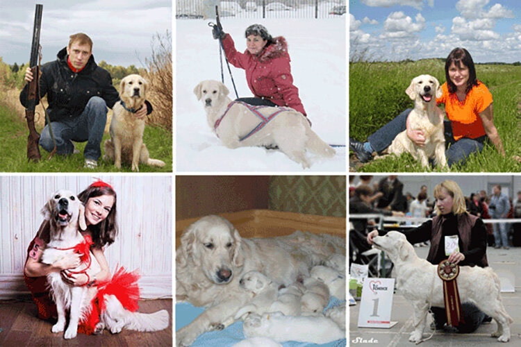 Золотистые ретриверы из питомника "Ламмин Суо" с владельцами