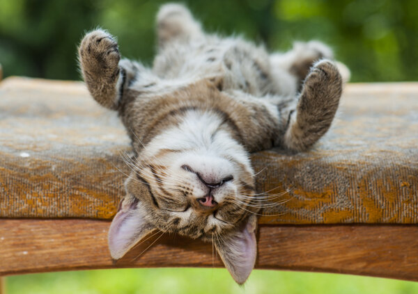 Фото с сайта https://www.catster.com