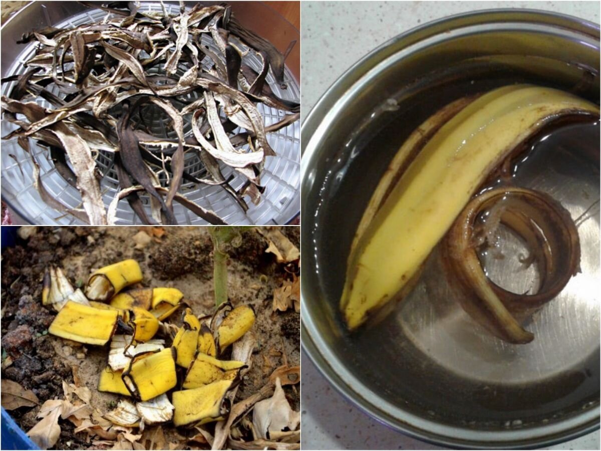 Как использовать сушеную банановую кожуру в качестве удобрения