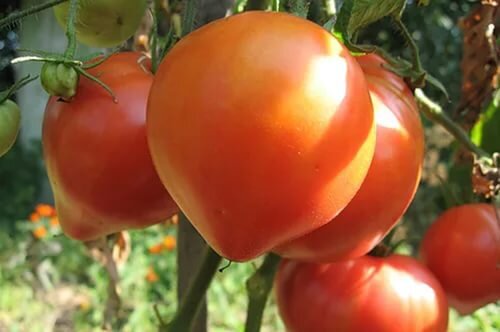 Что нужно знать о томате 