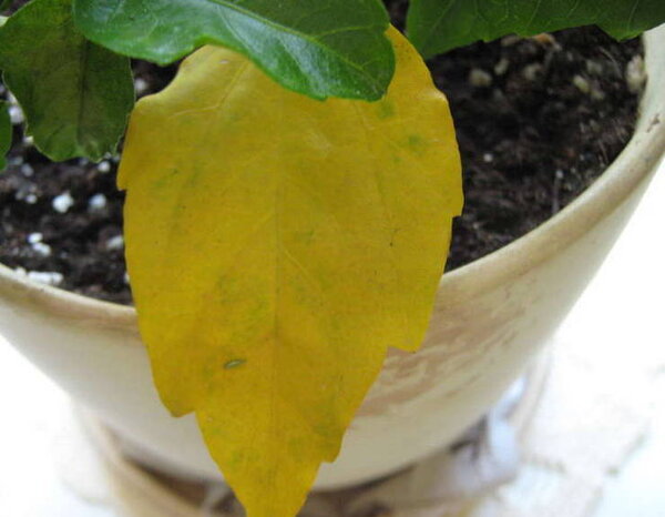 Почему у гибискуса желтеют и опадают листья и бутоны. Что делать для лечения?