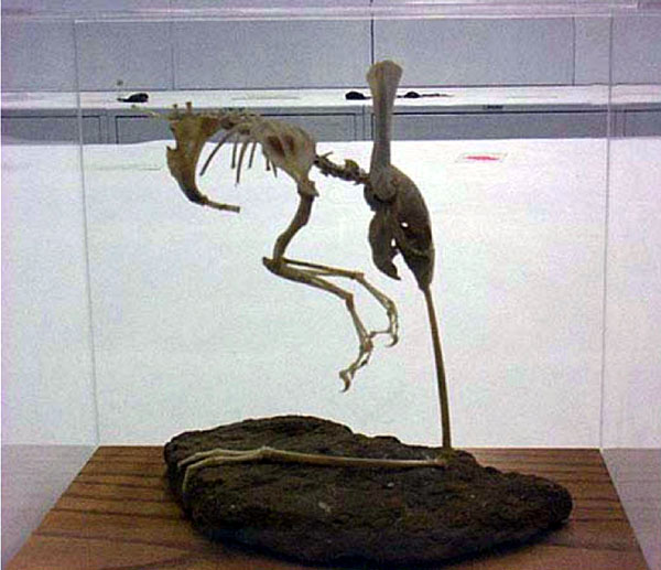 Скелет ухокрыла в музее