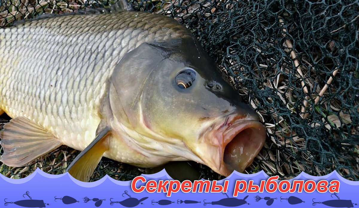 Секреты успешной рыбалки на карася: на что хорошо клюет | Fishmania 