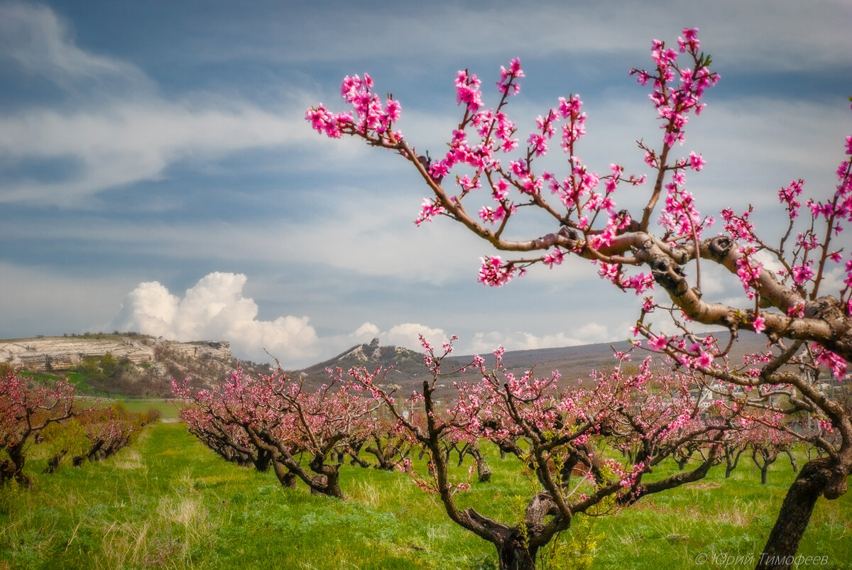 Что цветет розовым в крыму. Абрикосовое дерево цветение Крым. Абрикос цветет в Крыму. Цветение персикового дерева в Крыму.