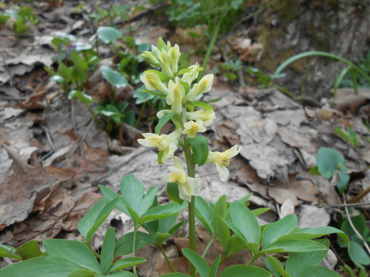 Хохлатка Маршалла