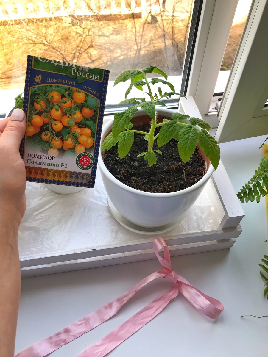 Вырастить овощи на окне, живя в огромном мегаполисе - это не только интересно, но еще и полезно💛