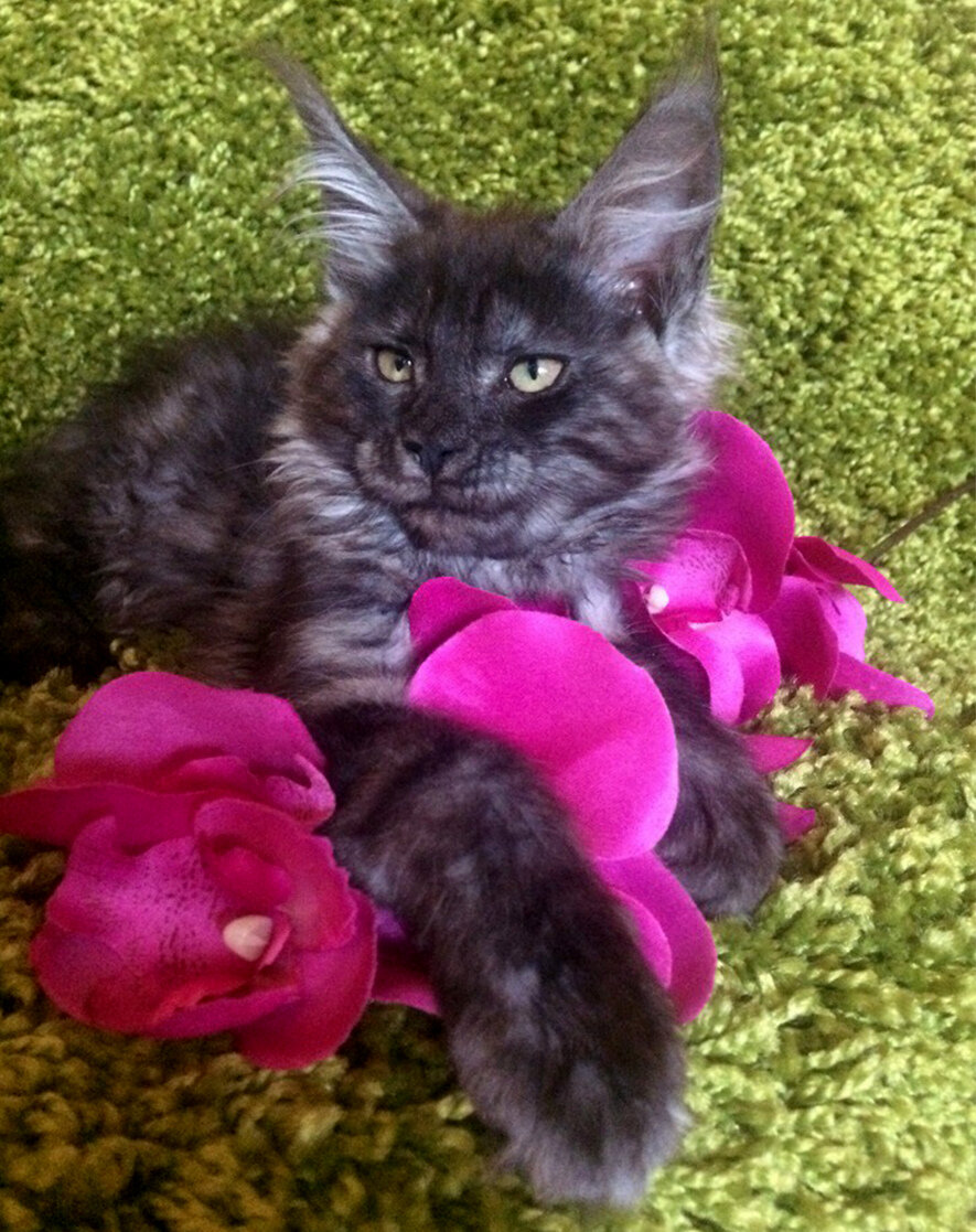 Фото котёнка из питомника Adamand-coon