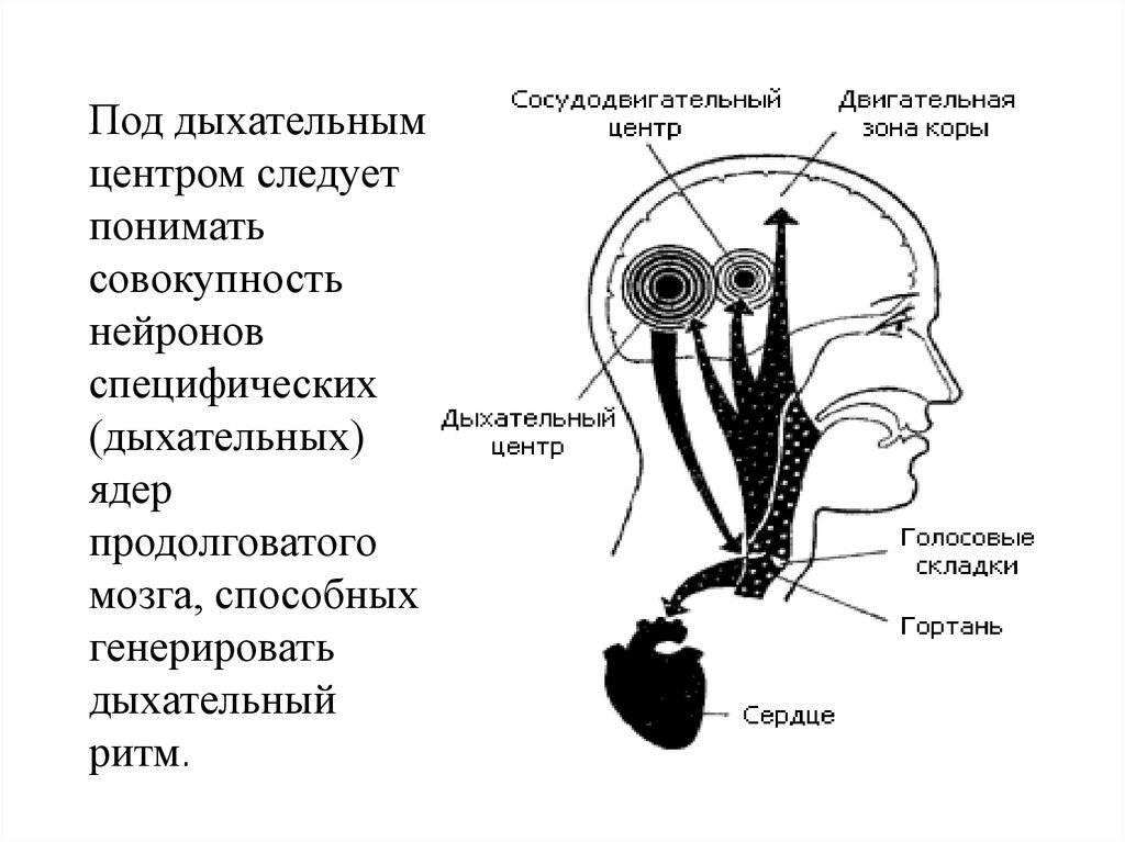 Сосудистый центр продолговатого мозга