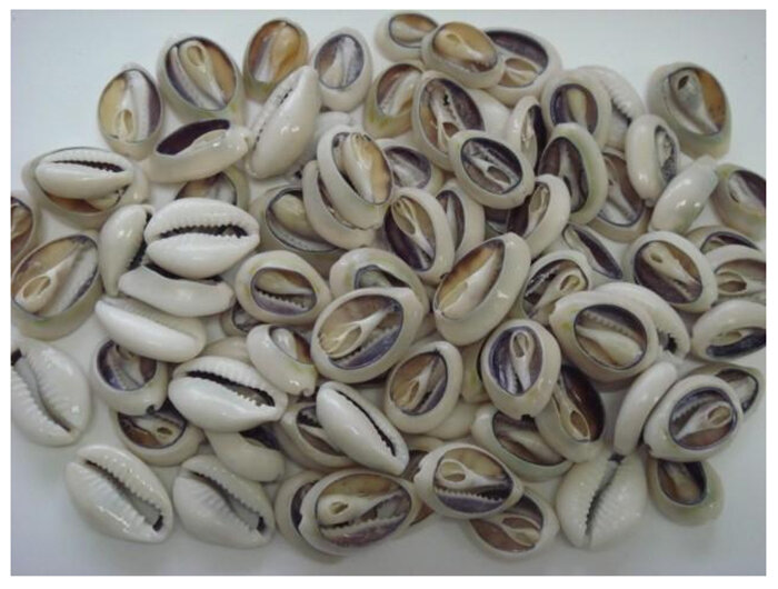 Раковины каури
