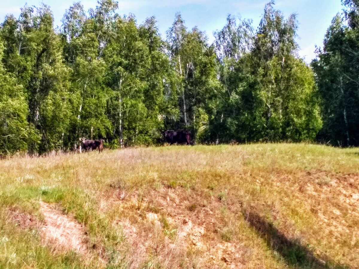 Мулловка ульяновская область. Село Мулловка Ульяновская. Мингулевка Мулловка. Село Мулловка лес. Село Мулловка Новгородской обл.