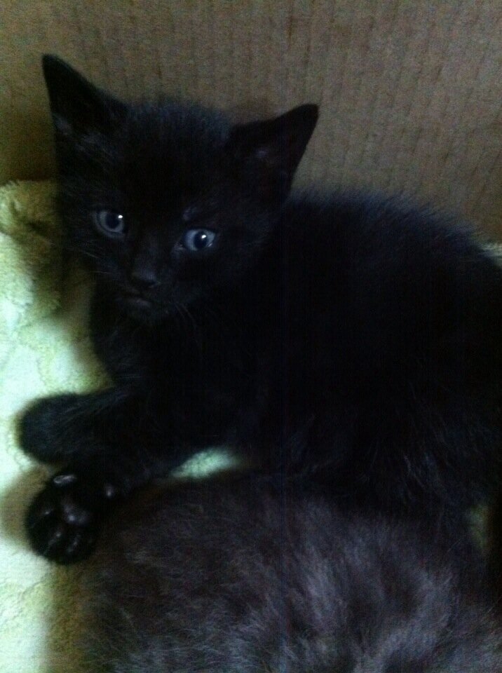 Давайте любить и уважать друг друга, а животных в первую очередь. Они в нас нуждаются не меньше,чем мы в них. 