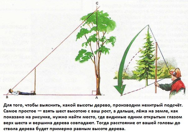 Сколько стоит спилить дерево на вашем участке в 2024 году