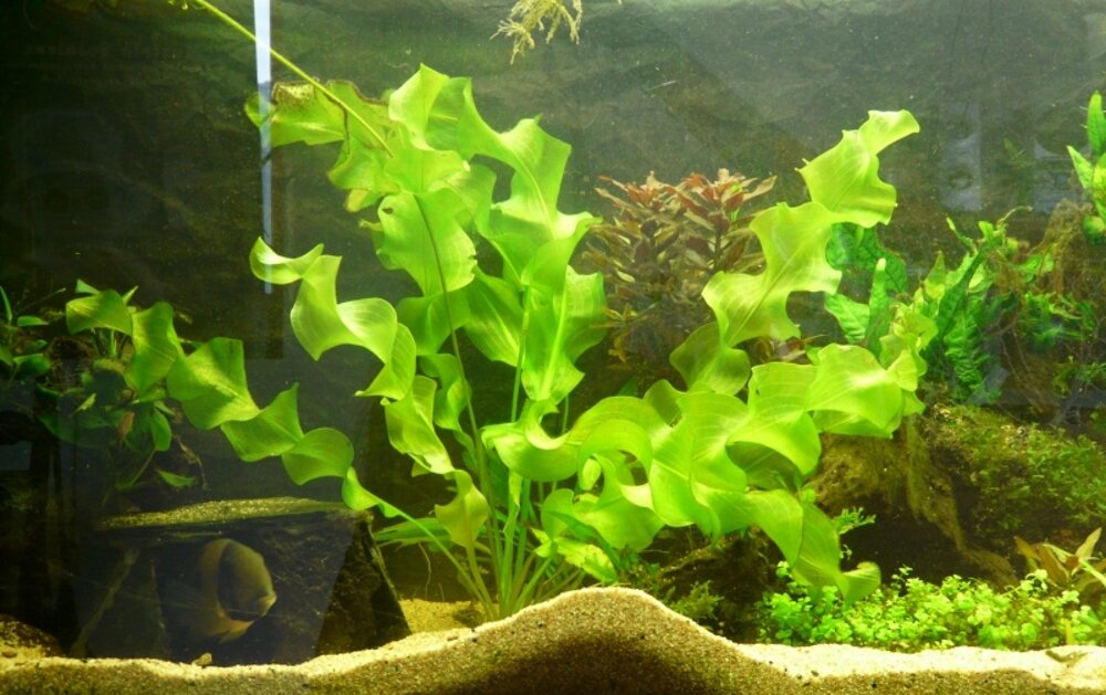 Самое необычное аквариуное растение