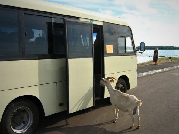 Фото с сервиса "Яндекс Картинки"